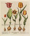 Estampes
