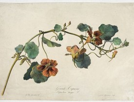 SPAENDONCK, G. van -  Grande Capucine Tropoeolum majus. L.