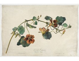 SPAENDONCK, G. van -  Grande Capucine Tropoeolum majus. L. SPAENDONCK, G. van -  Grande Capucine Tropoeolum majus. L.