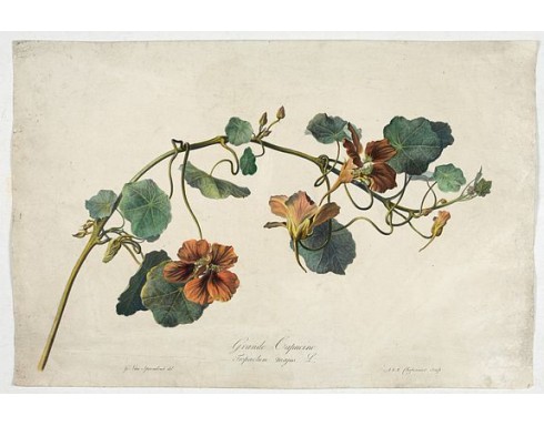 SPAENDONCK, G. van - Grande Capucine Tropoeolum majus. L. SPAENDONCK, G. van - Grande Capucine Tropoeolum majus. L.