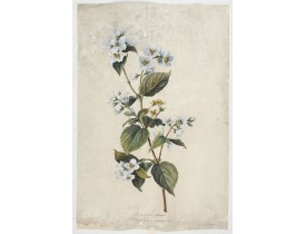 SPAENDONCK, G. van -  Seringat odorant. Philadelphus coronarius. L. SPAENDONCK, G. van -  Seringat odorant. Philadelphus coronarius. L.