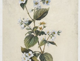 SPAENDONCK, G. van -  Seringat odorant. Philadelphus coronarius. L.