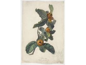 SPAENDONCK, G. van -  Neflier cultivé. Mespilus germanica. L. SPAENDONCK, G. van -  Neflier cultivé. Mespilus germanica. L.