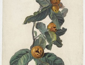 SPAENDONCK, G. van -  Neflier cultivé. Mespilus germanica. L.