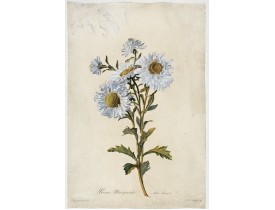 SPAENDONCK, G. van -  Reine-Marguerite.  Aster chinensis. L. SPAENDONCK, G. van -  Reine-Marguerite.  Aster chinensis. L.
