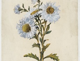 SPAENDONCK, G. van -  Reine-Marguerite.  Aster chinensis. L.