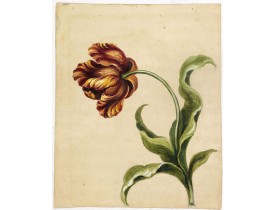 ANONYMOUS -  [Tulip.]