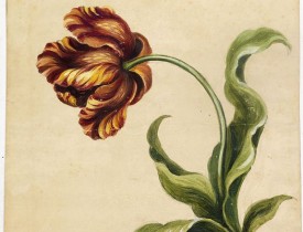 ANONYMOUS -  [Tulip.]