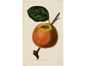 RIDGWAY,J. -  Apple (Plate 84) RIDGWAY,J. -  Apple (Plate 84)