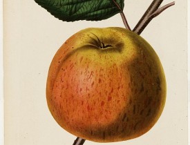 RIDGWAY,J. -  Apple (Plate 84)