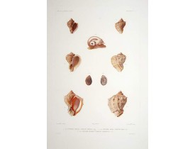 DUMONT d'URVILLE, J. -  Voyage de la Fregate la Venus.. [Planche 7].