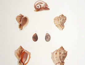 DUMONT d'URVILLE, J. -  Voyage de la Fregate la Venus.. [Planche 7].