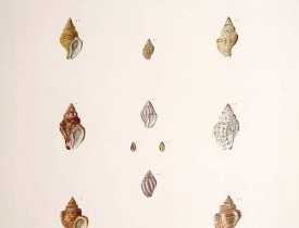 DUMONT d'URVILLE, J. -  Voyage de la Fregate la Venus.. [Planche 6].