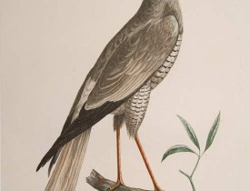 LEVAILLANT, F. -  L'Acoli.