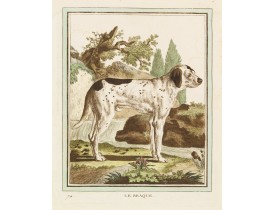 DE SÈVE, After Jacques (active 1742-1788). -  Le Braque.