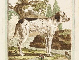 DE SÈVE, After Jacques (active 1742-1788). -  Le Braque.