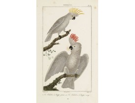BUFFON, Georges-Louis Leclerc (comte de). -  OISEAUX. 1. Le Kakatoes à huppe jaune  - 2. Le Kakatoes à huppe rouge.
