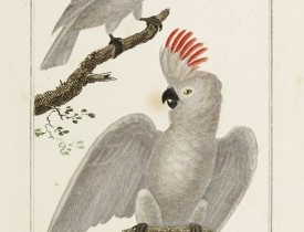 BUFFON, Georges-Louis Leclerc (comte de). -  OISEAUX. 1. Le Kakatoes à huppe jaune  - 2. Le Kakatoes à huppe rouge.