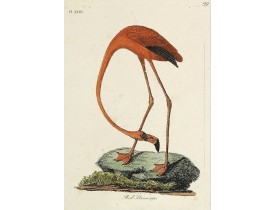 LATHAM, J.A. -  Red Flamingo.