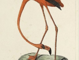 LATHAM, J.A. -  Red Flamingo.