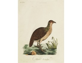 LATHAM, J.A. -  Hackled Partridge.