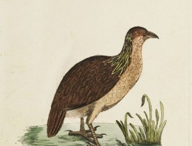 LATHAM, J.A. -  Hackled Partridge.