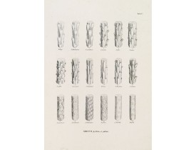 VON SIEBOLD, P.F. -  ABIETUM phyllulae et pulvini.s. Tab. 137.