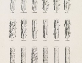 VON SIEBOLD, P.F. -  ABIETUM phyllulae et pulvini.s. Tab. 137.
