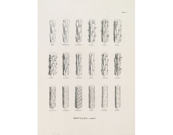 VON SIEBOLD, P.F. -  ABIETUM phyllulae et pulvini.s. Tab. 137.