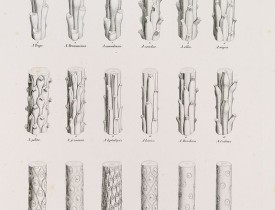 VON SIEBOLD, P.F. -  ABIETUM phyllulae et pulvini.s. Tab. 137.