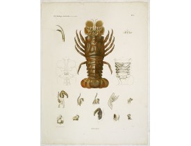 LELORGNE DE SAVIGNY, M,J.C. -  Hommards.