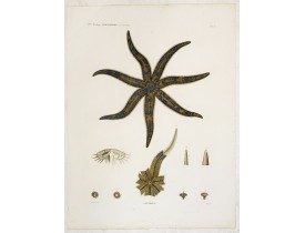 LELORGNE DE SAVIGNY, M.J.C. -  Astéries.