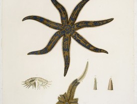 LELORGNE DE SAVIGNY, M.J.C. -  Astéries.