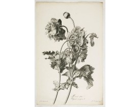 SPAENDONCK, Van. G. -  Pavot cultivé. Papaver somniferum L.