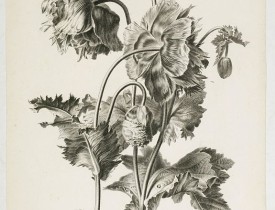 SPAENDONCK, Van. G. -  Pavot cultivé. Papaver somniferum L.
