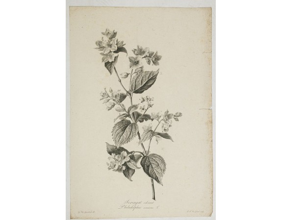 Spaendonck G Van Seringat Odorant Philadelphus Coronarius L