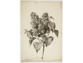 SPAENDONCK, Van. G. -  Lilas - Syringa vulgaris L.