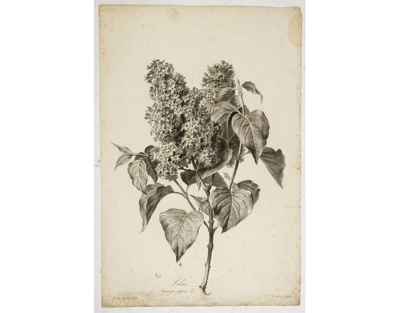 SPAENDONCK, Van. G. -  Lilas - Syringa vulgaris L.