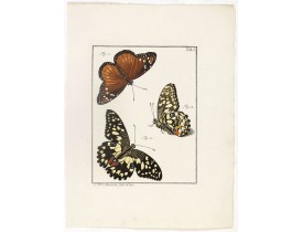 KLEEMANN, F. C. -  [Three butterflies on one sheet]