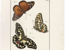 KLEEMANN, F. C. -  [Three butterflies on one sheet]