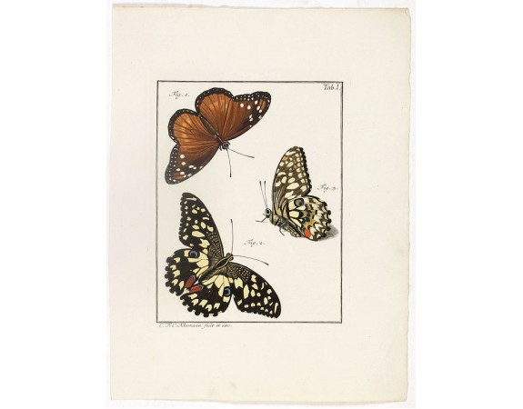 KLEEMANN, F. C. -  [Three butterflies on one sheet]