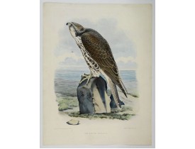 SCHLEGEL, ARNZ, A & COMP -  bird of prey SCHLEGEL, ARNZ, A & COMP -  bird of prey
