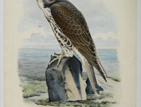 SCHLEGEL, ARNZ, A & COMP -  bird of prey