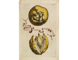 FERRARI, G. B. -  Aliae Formae Citrati Limonis Alios Includentis.
