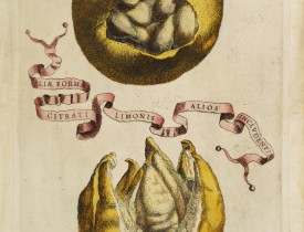 FERRARI, G. B. -  Aliae Formae Citrati Limonis Alios Includentis.