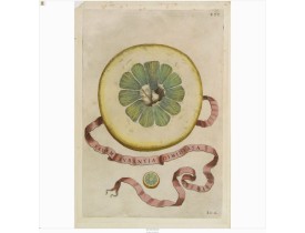 FERRARI, G. B. -  Eadem Aurantia Dimidiata.