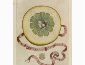 FERRARI, G. B. -  Eadem Aurantia Dimidiata.
