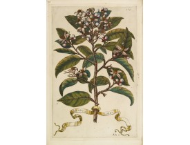 FERRARI, G. B. -  Aurantiae Flores.