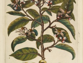 FERRARI, G. B. -  Aurantiae Flores.