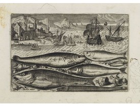 COLLAERT, A. (after). -  Faber piscis, Asellus minor, Conger, Alburinus. (Piscium Vivæ Icones - Fish).